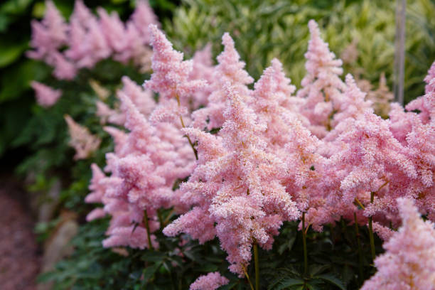 istock Pink astilba (astilbe) flower in natural background 1339493683