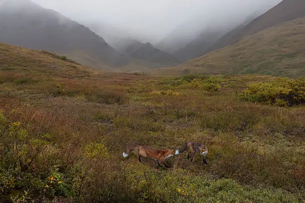 Red Foxes (Vulpes fulva) cavort on the fall tundra of Denali National Park, Alaska.