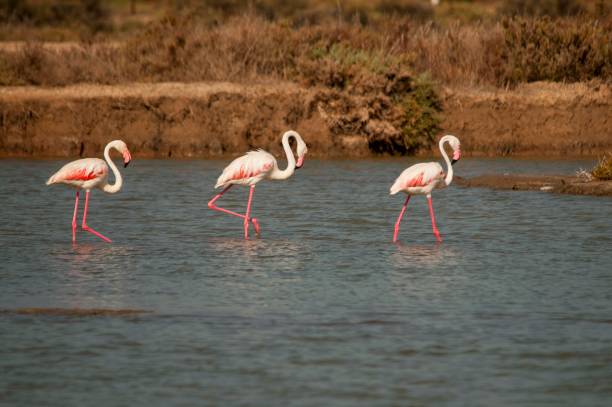 istock Birds in freedom and in their environment. 1339496133