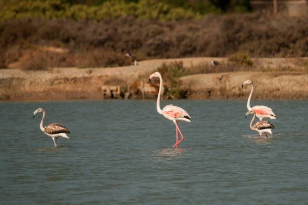 istock Birds in freedom and in their environment. 1339496147
