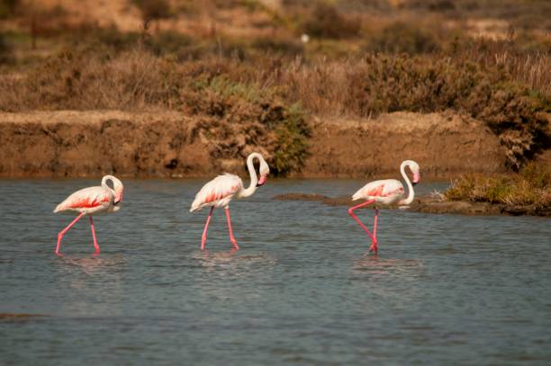 istock Birds in freedom and in their environment. 1339496148