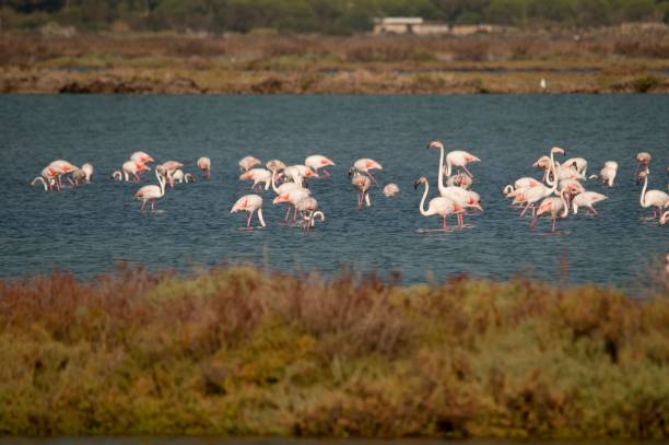 istock Birds in freedom and in their environment. 1339496165