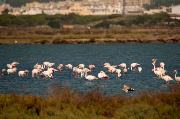 istock Birds in freedom and in their environment. 1339496167