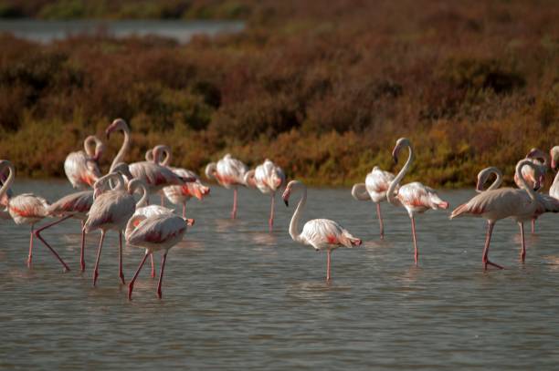 istock Birds in freedom and in their environment. 1339496176