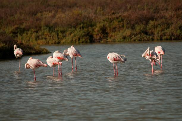 istock Birds in freedom and in their environment. 1339496193