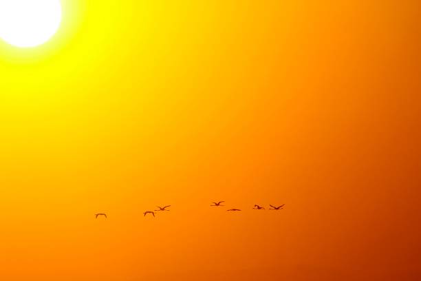 istock Birds in freedom and in their environment. 1339496246