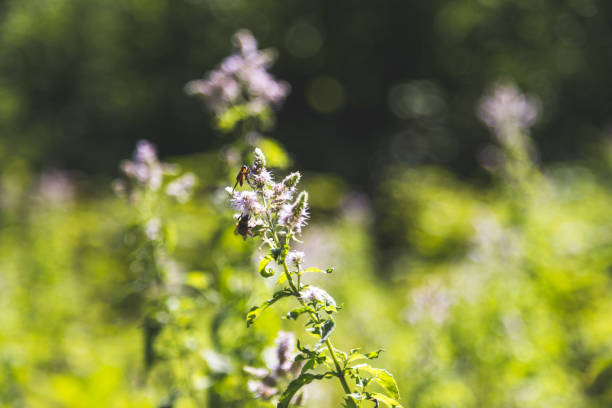 Close up of blossoming mint plant, outdoors
