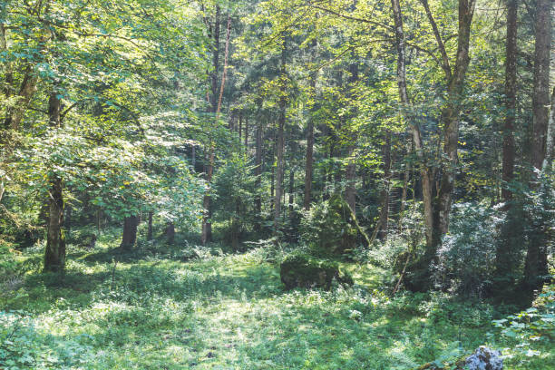 istock Scenic forest landscape scenery Bluntautal in Austria, summer time 1339498243