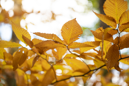 This is a close up of the yellow leaves on a hickory tree in autumn at the Leonard Harrison State Park in Pennsylvania, USA.