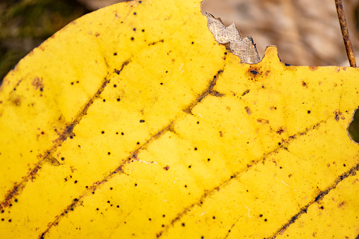 This is a close up of a yellow tulip poplar leaf in autumn at Catoctin Mountain Park in Maryland, USA.