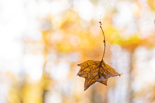 This is a close up of a falling autumn leaf in Catoctin Mountain Park in Maryland, USA.