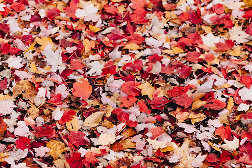 In autumn the ground is covered with fallen red maple leaves in the Leonard Harrison State Park in Pennsylvania, USA.