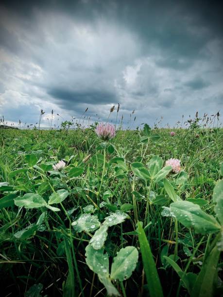 istock Close-up green grass with grey clouds in the sky background 1339503922