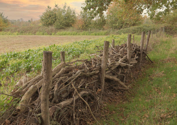 A fence made of broken old trees. Thin rods are stacked between thick branches