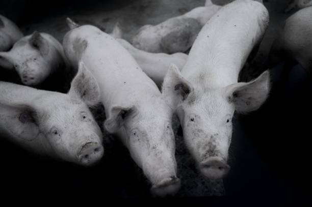 istock Swiss Alpine Pigs 1339506371