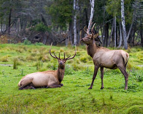 Elk couple close-up profile view with a blur forest background in their environment and habitat surrounding.