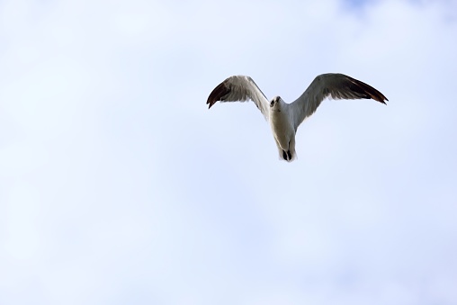 A Laughing Gull flying overhead against a white sky