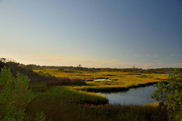 istock Assateague Island Marsh Nature Trail 1339506865