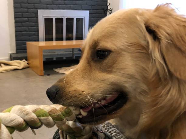 istock Dog Tug-of-War - Golden 1339509647
