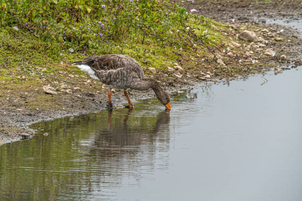 Greylag geese, anser anser, drinking from a lake Greylag geese, anser anser, drinking from a lake with reflection anser fabalis stock pictures, royalty-free photos & images