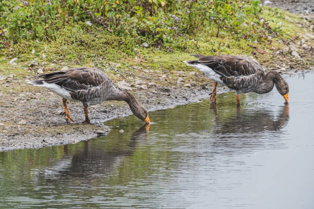 Greylag geese, anser anser, drinking from a lake Greylag geese, anser anser, drinking from a lake with reflection anser fabalis stock pictures, royalty-free photos & images