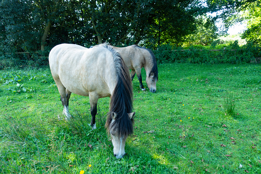 two look a like ponies grazing in field both dun coloured and both very fat, risking causing them illness and bad health just as over weight is bad for humans its bad for horses.