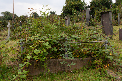 Overgrown and weed filled graveyard with gravestones and memorials hidden under weeds and brambles as nature reclaims the land previously used to remember loved ones who had died and been buried there.