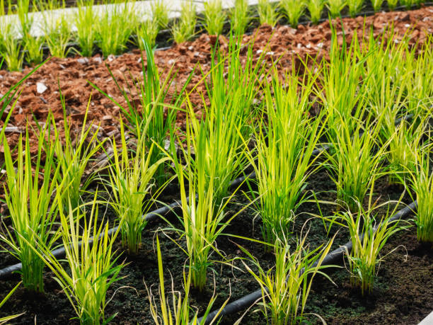 istock growing young organic rice in vegetable plots garden 1339514033