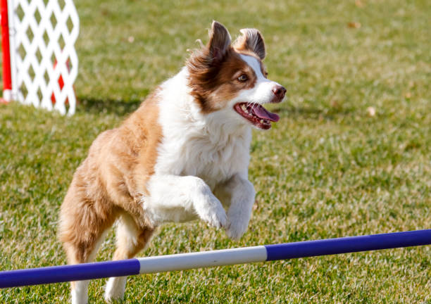 istock Border collie jumping over agility jump 1339514059