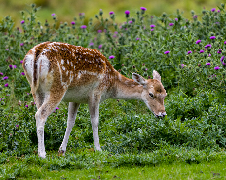 Deer fawn close-up profile side view eating grass in the field with foliage and wildflowers background in his environment and surrounding habitat. Fallow Deer Image.