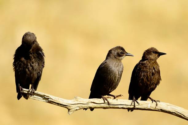 istock Birds in freedom and in their environment. 1339515138