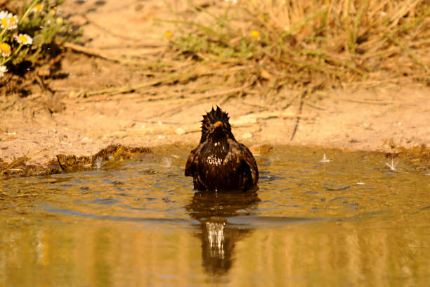 Sturnus unicolor - Black starling, a species of passerine bird in the Sturnidae family.