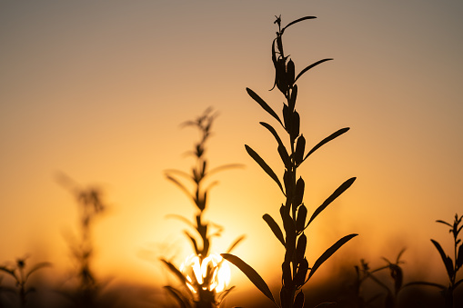 Macro photo of sesame plant in sunset. No people are seen in frame. Sun is seen in frame in orange color. Shot with a full frame mirrorless camera.