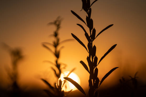 Macro photo of sesame plant in sunset. No people are seen in frame. Sun is seen in frame in orange color. Shot with a full frame mirrorless camera.