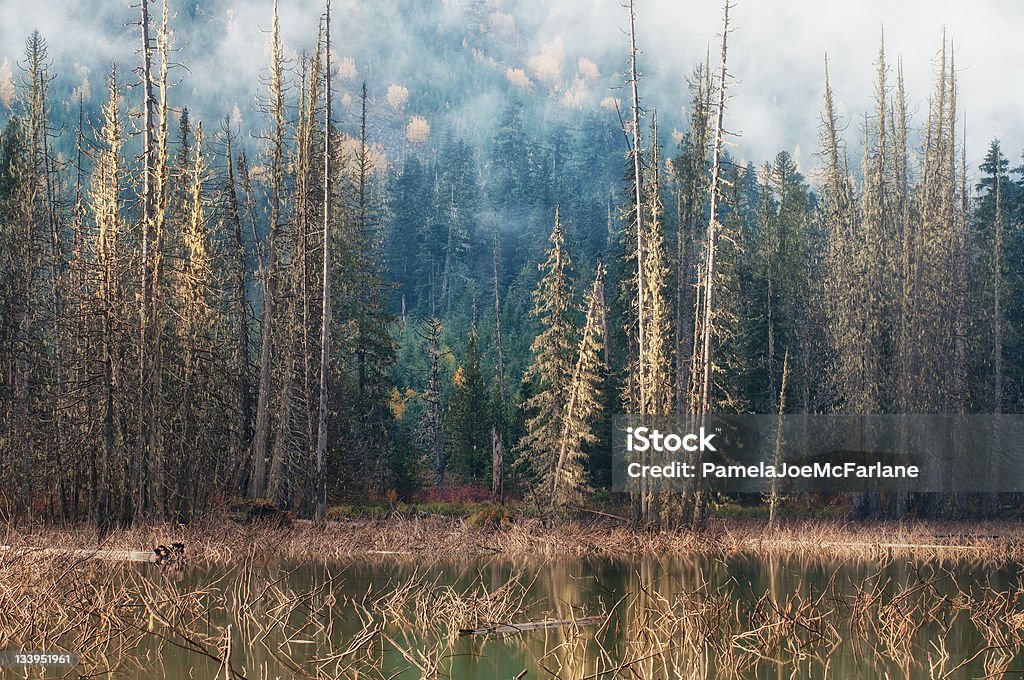 Autumn Light On An Alpine Lake Late morning light shines on trees and the water in an alpine lake.   Dead trees and evergreens line water’s edge in this autumn forest scene in a valley near Whistler, British Columbia, Canada.  Mist on the nearby mountain can be seen in the background. Autumn Stock Photo