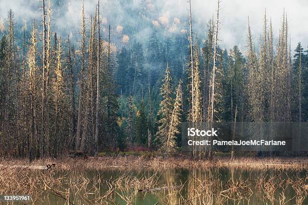 Autumn Light On An Alpine Lake Stock Photo - Download Image Now - Autumn, Autumn Leaf Color, Beauty In Nature