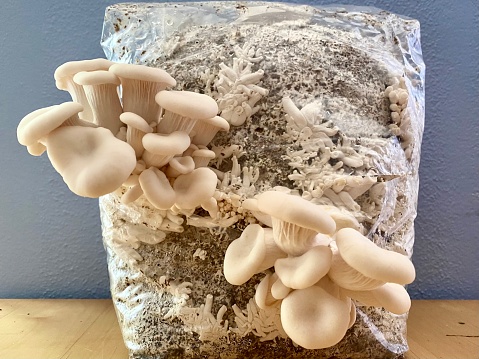 Horizontal closeup photo of baby Oyster mushrooms growing out of holes in a plastic bag filled with white mycelium growing in compost