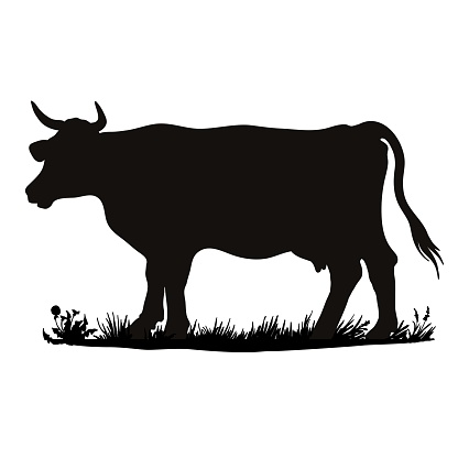 Vector silhouette of a cow. Farm animal on the grass of the pasture. Black and white illustration.