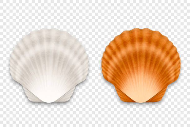 vector 3d realistic white and brown textured closed scallop pearl seashell icon set closeup isolated on transparent background. sea shell, clam, conch design template. top view - shell stock illustrations