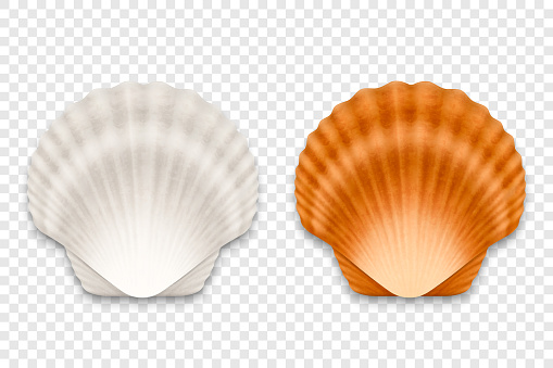 Vector 3d Realistic White and Brown Textured Closed Scallop Pearl Seashell Icon Set Closeup Isolated on Transparent Background. Sea Shell, Clam, Conch Design Template. Top View.
