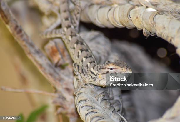 Lizard Wildlife Animal Close Up Wild Outdoors Animals Photography Reptile Wallpaper Background Green Plant Tree Monitor Dragon Stock Photo - Download Image Now