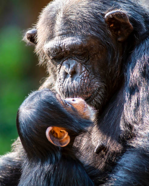 Portrait of a cute baby chimpanzee and her mother showing affection for each other