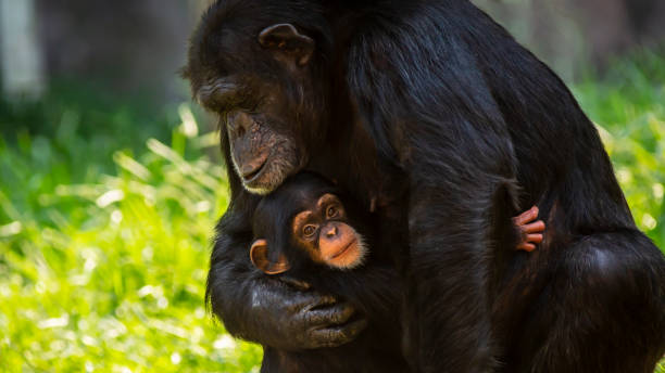 Mother and baby chimpanzee embracing