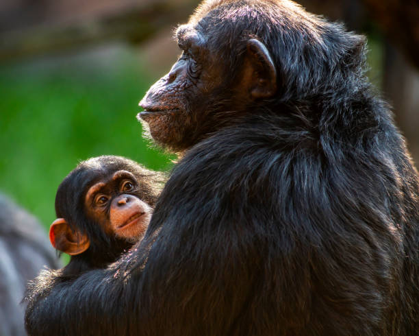 Mother and baby chimpanzee embracing