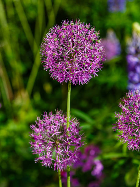 istock Allium Flowers (Allium Giganteum) in spring garden 1339528971
