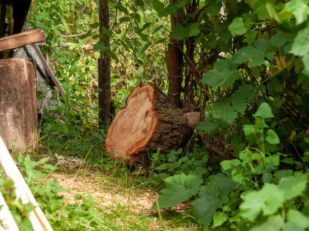istock a large stump lies next to a woodpile 1339530018