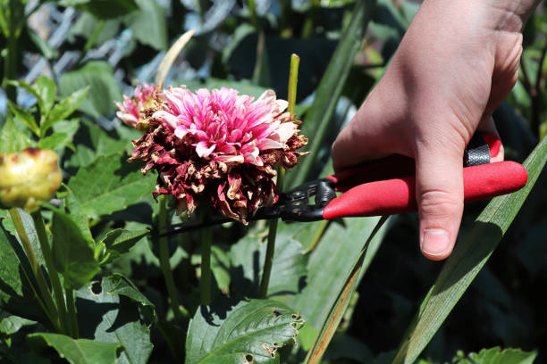 istock Deadheading and clipping back spent dahlia flowers 1339530122