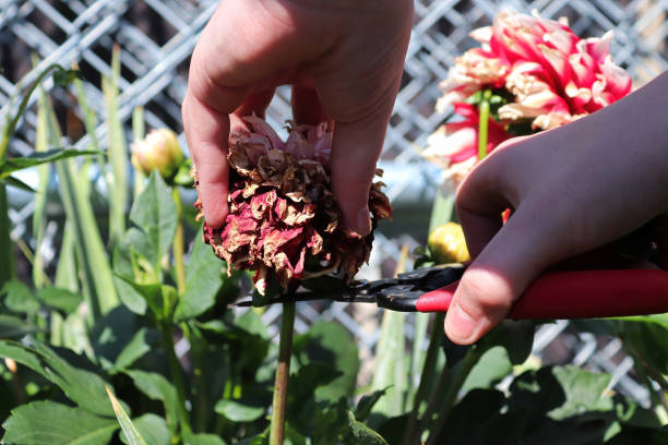 istock Deadheading and clipping back spent dahlia flowers 1339530123