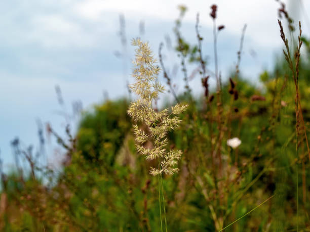 istock wild fluffy grass in the field 1339530283