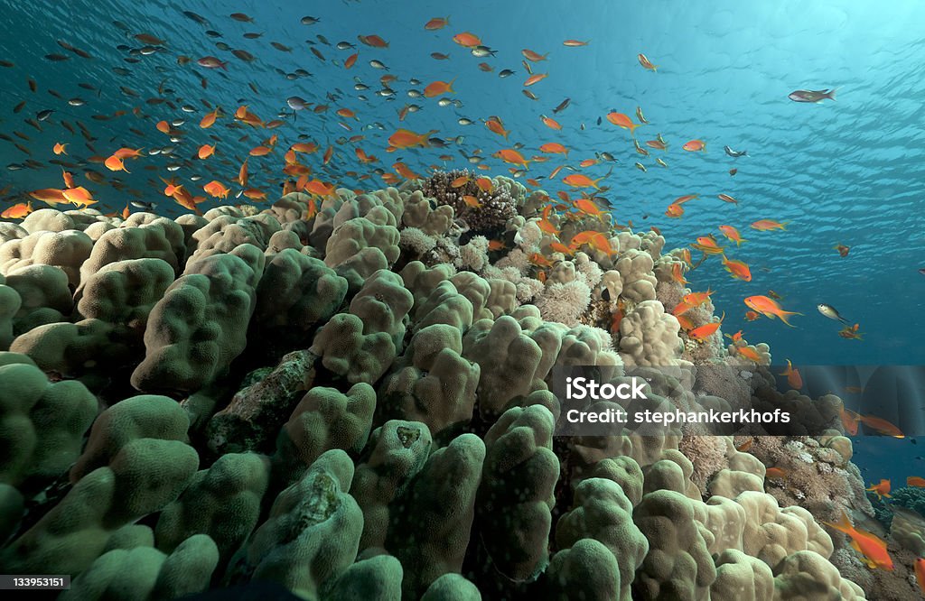 Vida subaquática tropicais no Mar Vermelho. - Foto de stock de Abaixo royalty-free